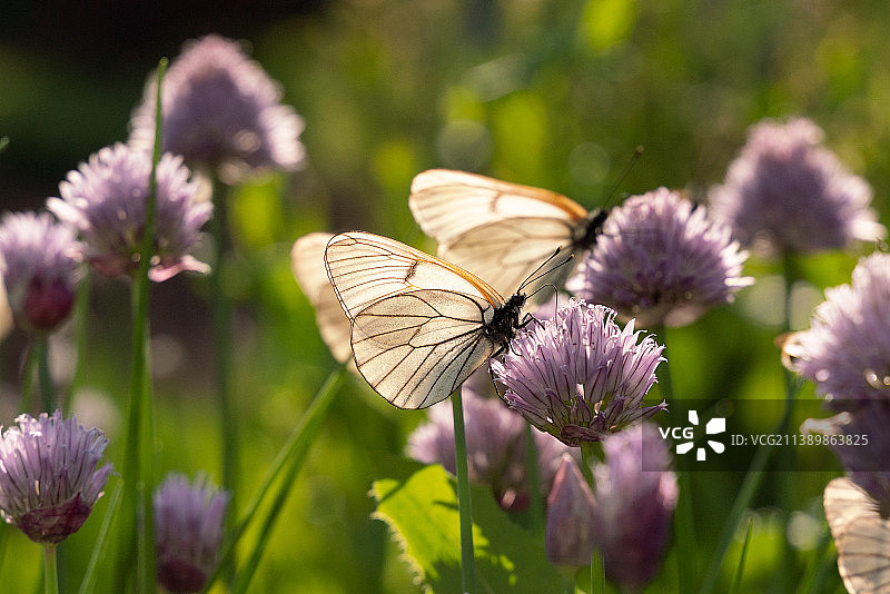 蝴蝶与韭菜花图片素材