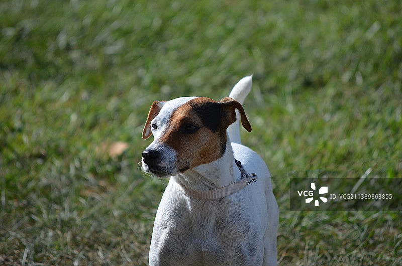 杰克罗素梗犬面部特写图片素材