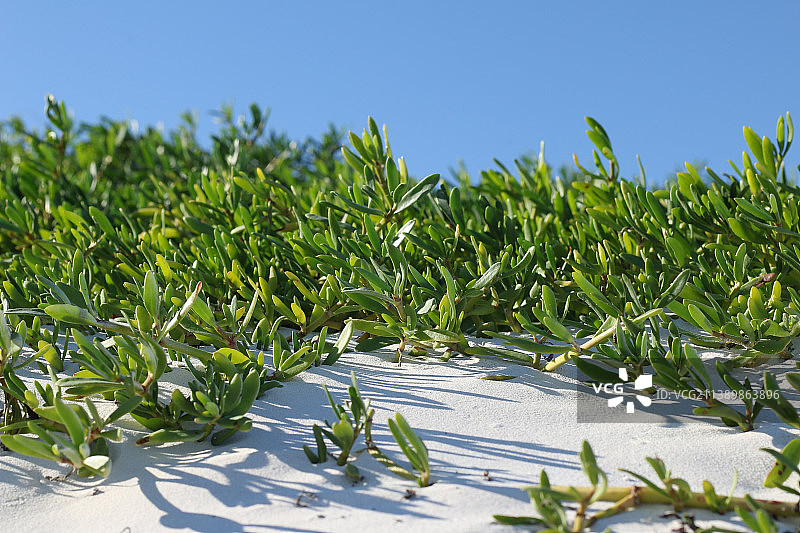 墨西哥图卢姆田野植物天空特写图片素材