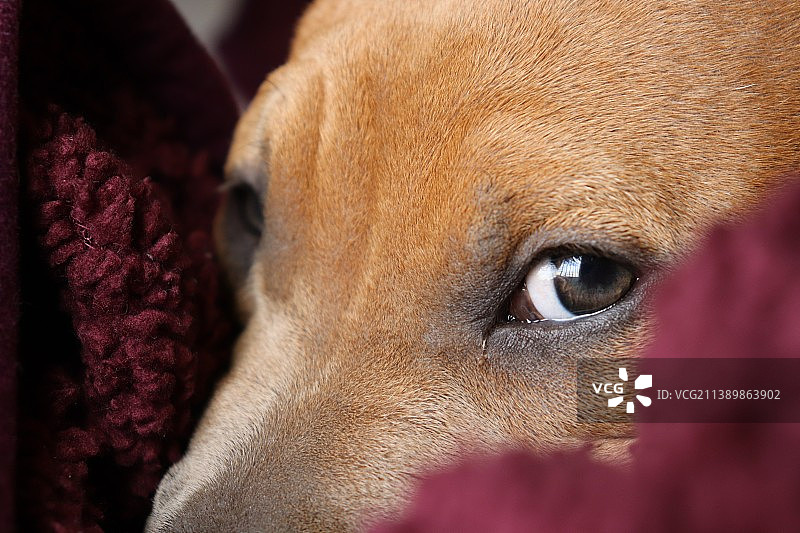 特写的狗图片素材