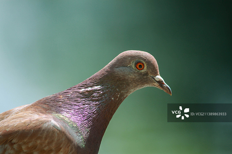 鸽子特写图片素材