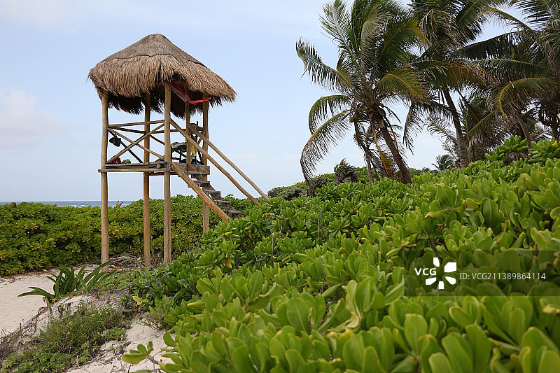 墨西哥金塔纳罗奥州图卢姆的田野棕榈树美景图片素材