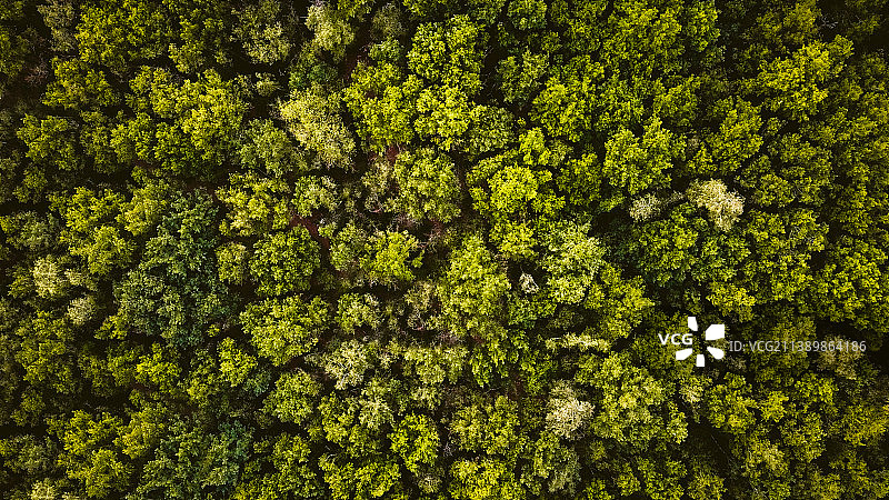 荷兰哈尔德韦克森林树木全画幅照片图片素材