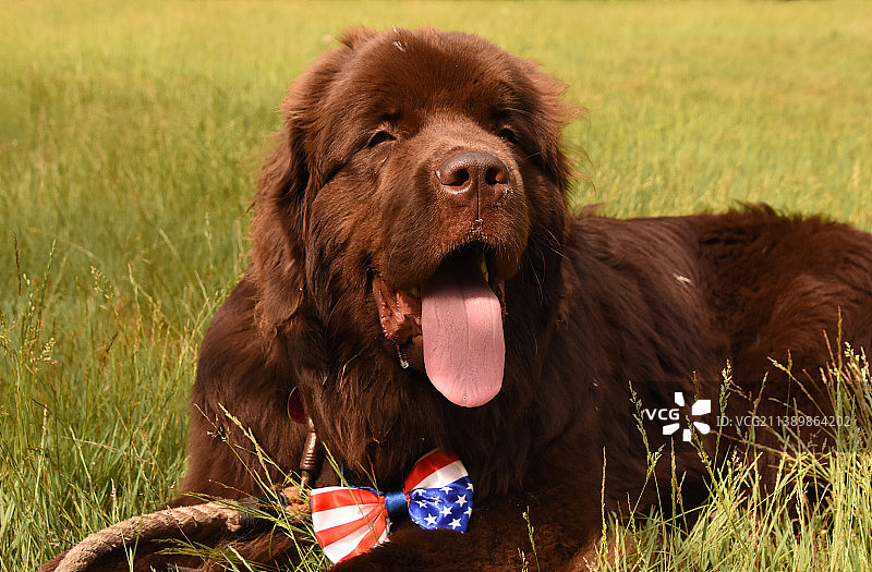 系着蝴蝶结躺在草地上的巧克力棕色纽芬兰犬图片素材