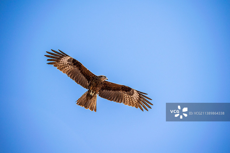 萨彦山脉的黑鸢图片素材