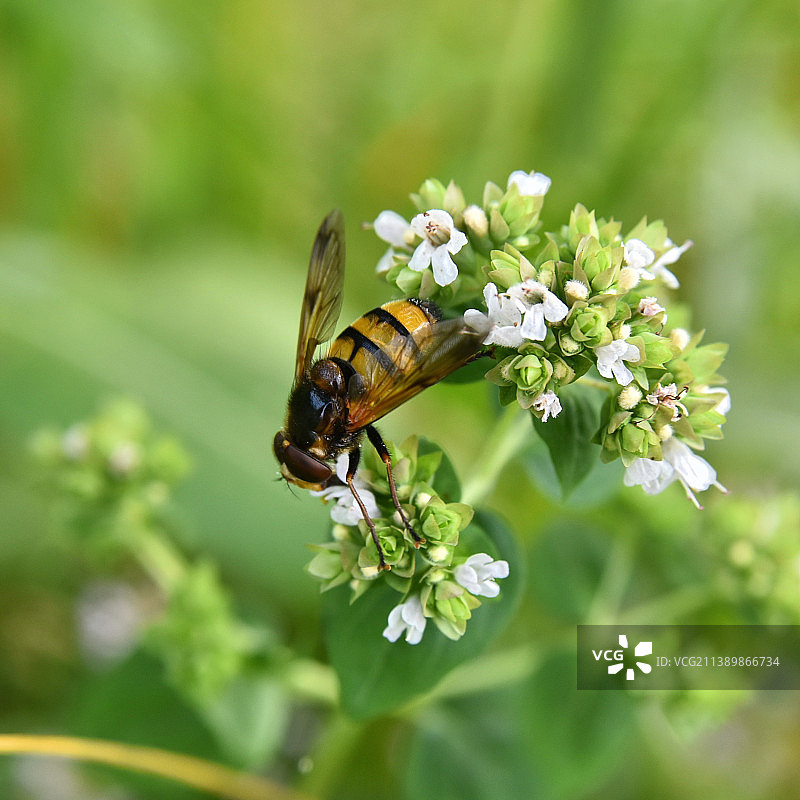 蜜蜂在花上授粉的特写图片素材