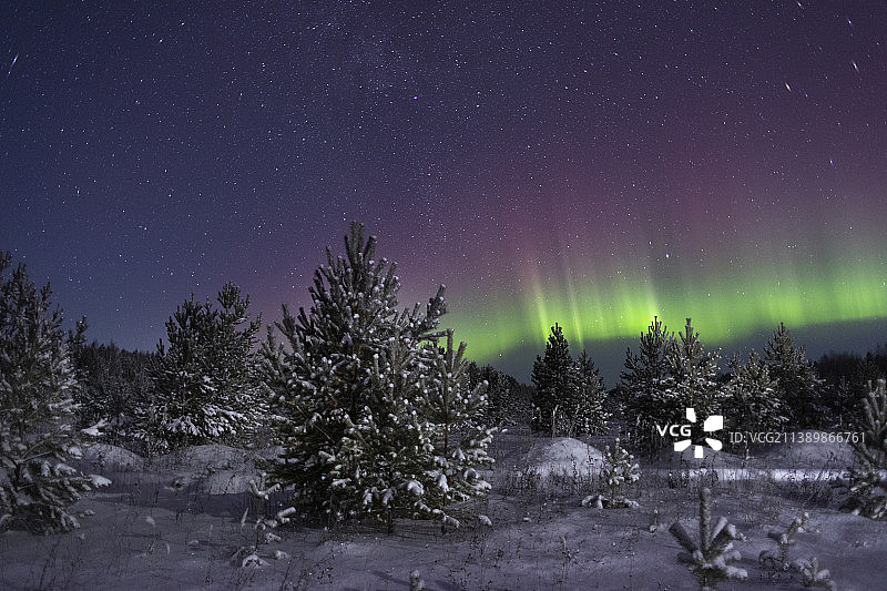 夜晚雪地天空下的树木图片素材
