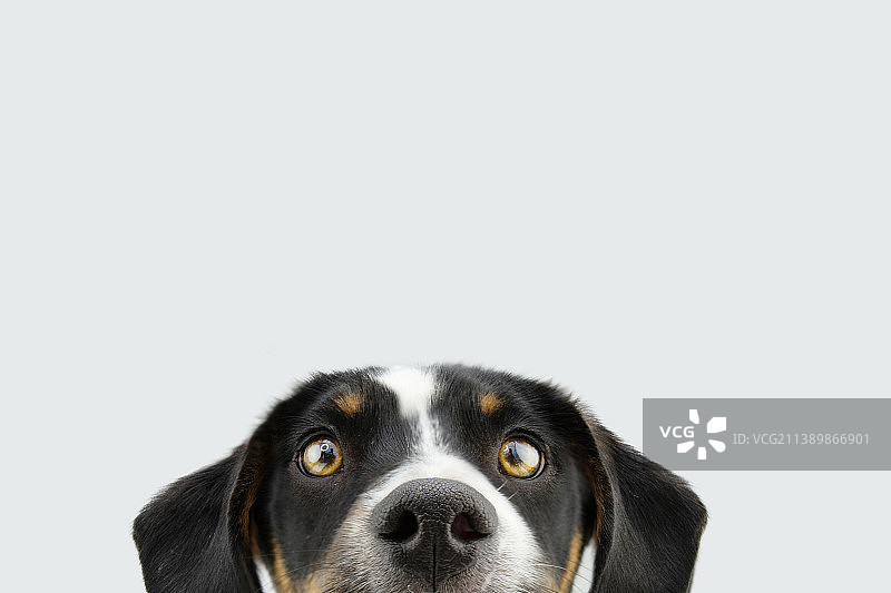 白色背景下躲藏的小狗头部特写图片素材