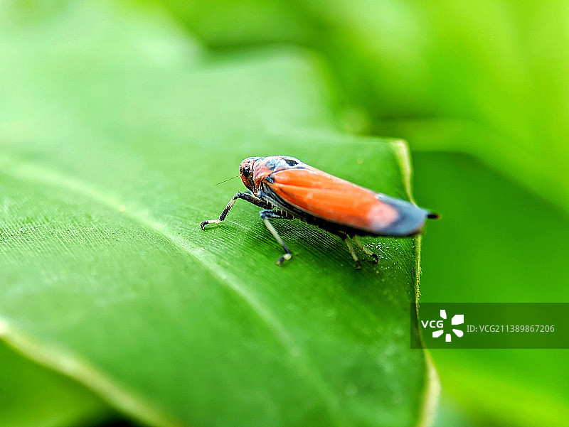印度尼西亚树叶上的昆虫特写图片素材