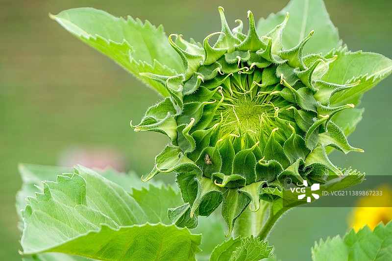 泰国那扬克拉克向日葵植株特写图片素材