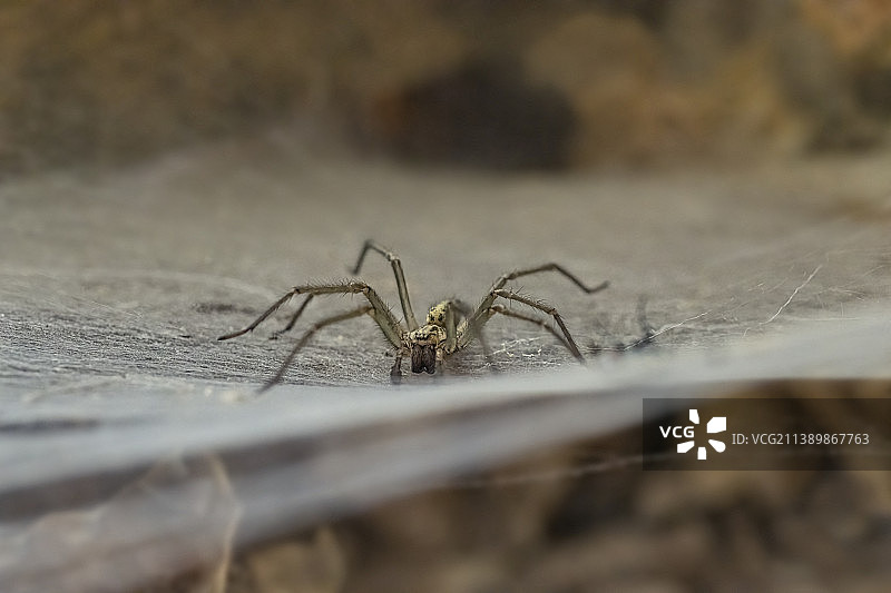 蛛网上的蜘蛛特写图片素材