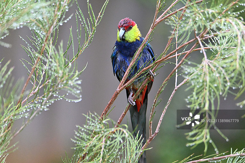 彩旗鸟栖息在树枝上的特写，澳大利亚西澳大利亚州珀斯图片素材