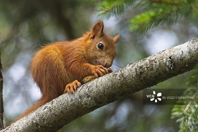 仰视德国树上的美洲红松鼠图片素材