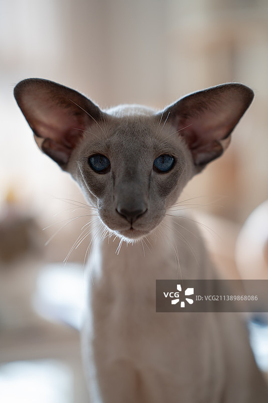 东方短毛猫肖像图片素材