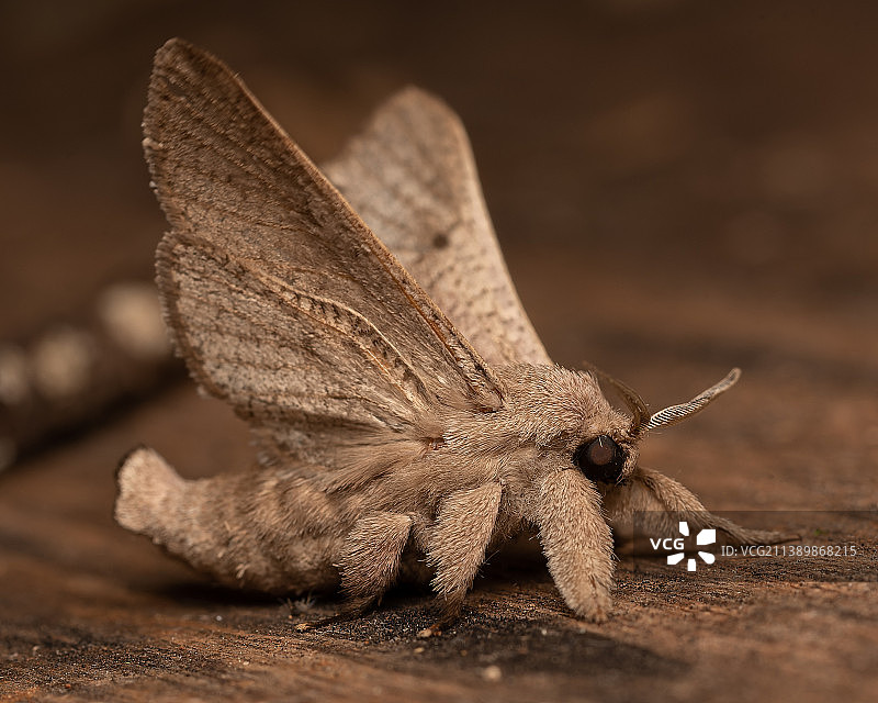 阿根廷米西奥内斯省树叶上的蝴蝶特写图片素材