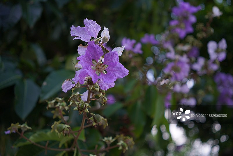 香港国际机场紫色植物特写图片素材