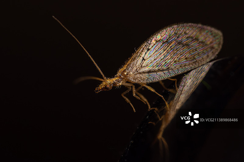 叶子上昆虫的特写，阿根廷布宜诺斯艾利斯省洛马斯德萨莫拉图片素材
