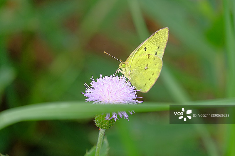 蝴蝶在中国紫色花朵上采蜜特写图片素材