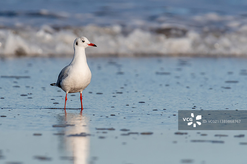 阿根廷布宜诺斯艾利斯海滩海鸥特写图片素材