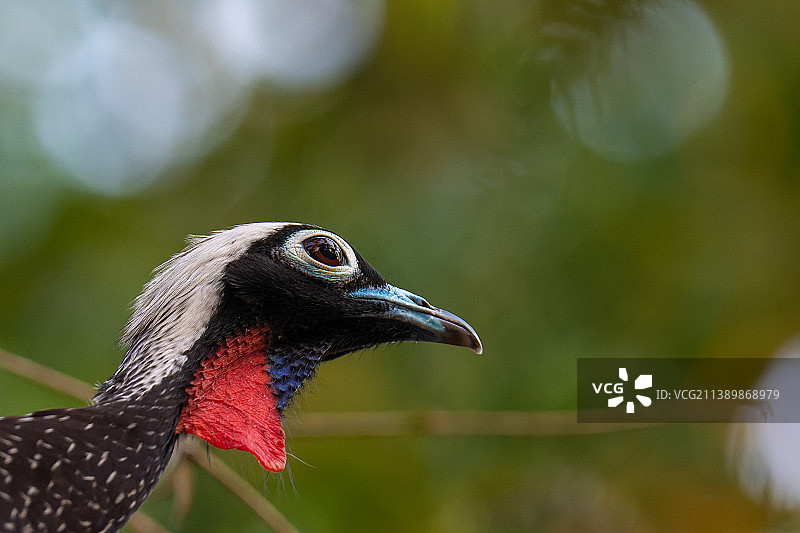 阿根廷米西奥内斯，白色孔雀特写图片素材