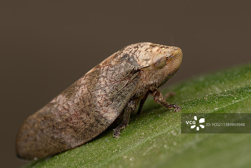 阿根廷布宜诺斯艾利斯省洛马斯德萨莫拉树叶上的蜥蜴特写图片素材