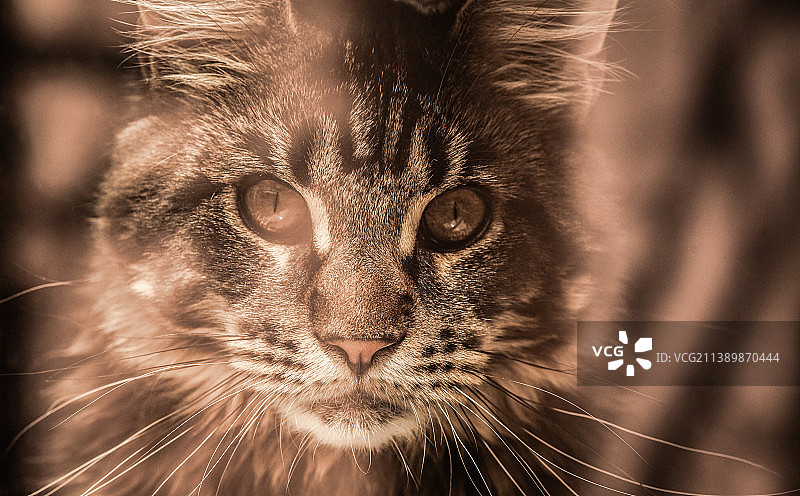 猫的特写肖像图片素材