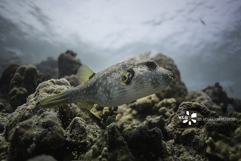 马来西亚沙巴州马布岛，箱鲀在海中游泳的特写图片素材