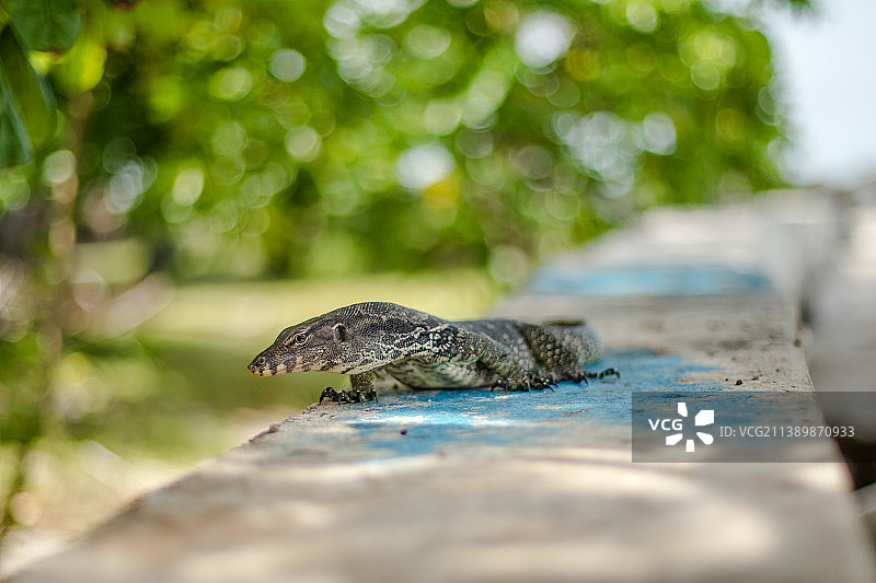 马布岛桌子上的蜥蜴特写，沙巴，马来西亚图片素材