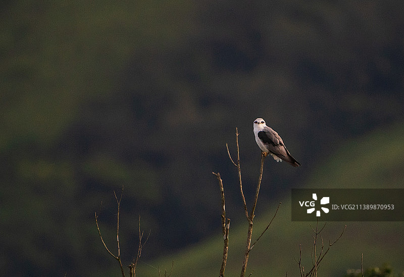 猛禽风筝栖息在田野上的特写，印度卡纳塔克邦库德雷穆克图片素材