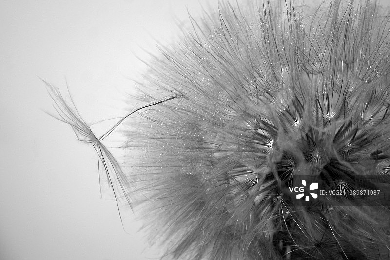 天空背景下的蒲公英特写图片素材