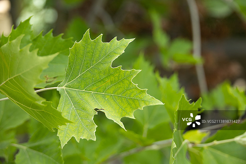 绿叶的特写图片素材