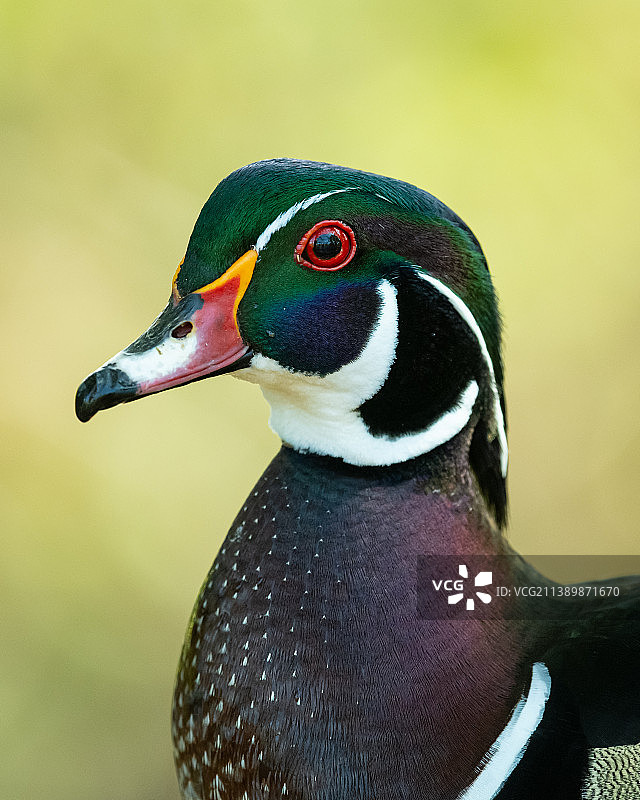 鸭子特写图片素材