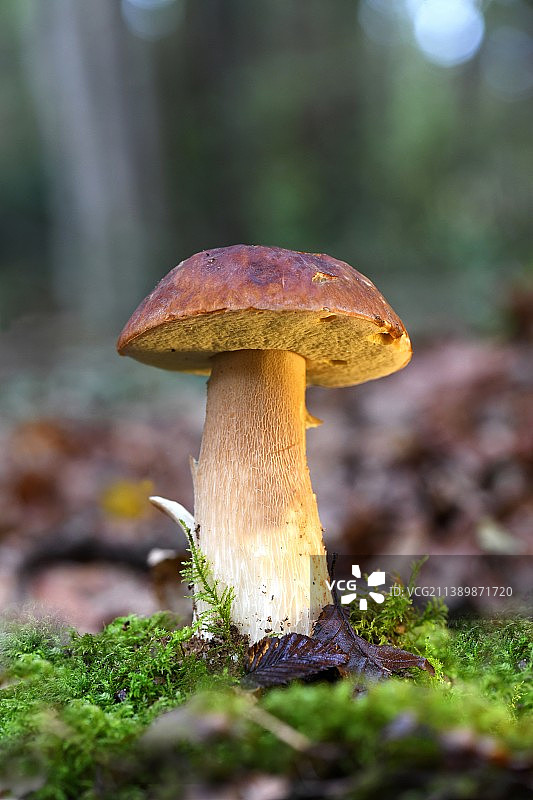 美味牛肝菌图片素材