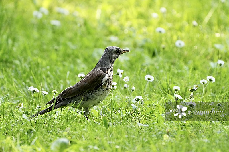 歌鸫栖息在草地上的特写图片素材