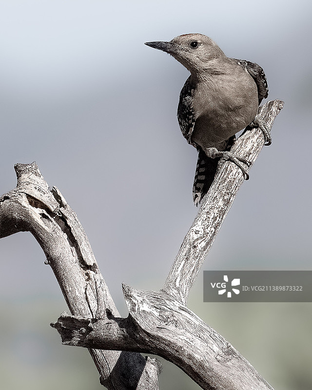啄木鸟栖息在树枝上的特写，美国亚利桑那州赫里福德图片素材