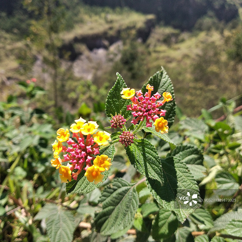 开花植物的特写图片素材
