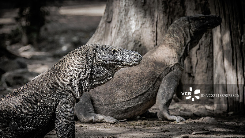 印度尼西亚科莫多岛树干上的鬣蜥特写图片素材