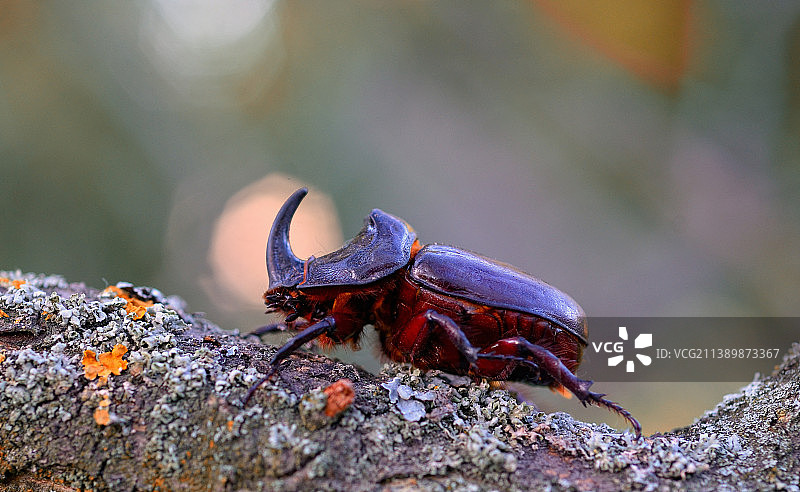 乌克兰岩石上的昆虫特写图片素材