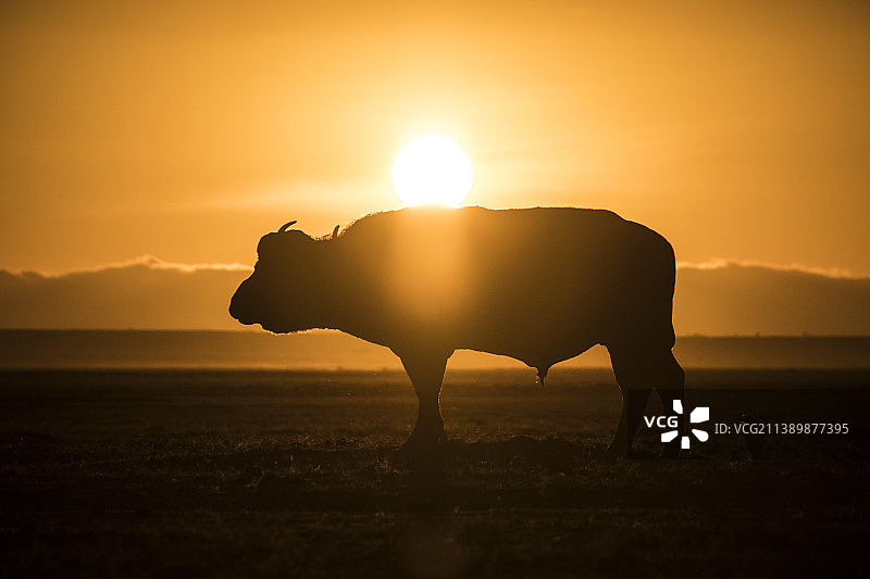 安博塞利国家公园，肯尼亚，水牛享受着第一缕阳光图片素材