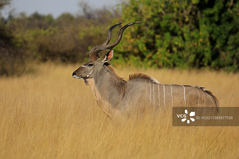 草地上站立的鹿的侧面图图片素材