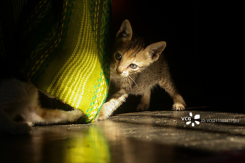 猫咪在地板上的特写图片素材