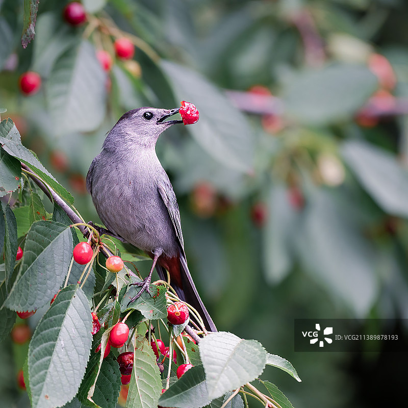 栖息在树上的鸣禽特写图片素材