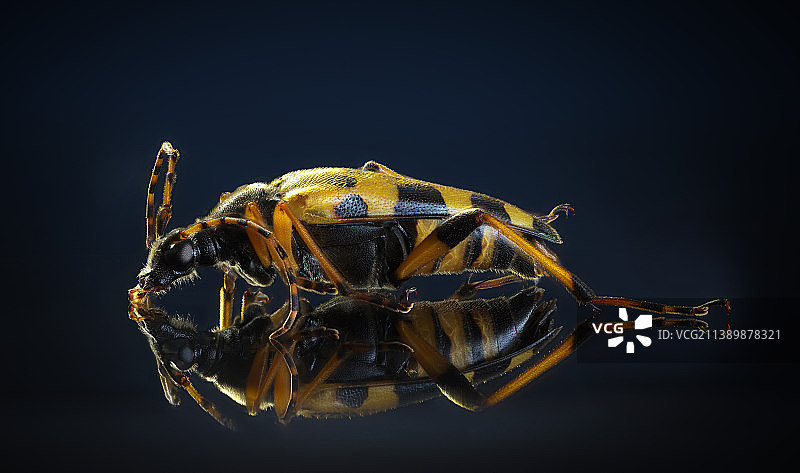 黑色背景下的昆虫特写图片素材