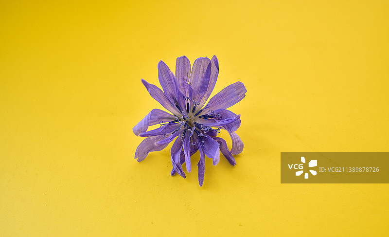 紫色花朵特写图片素材