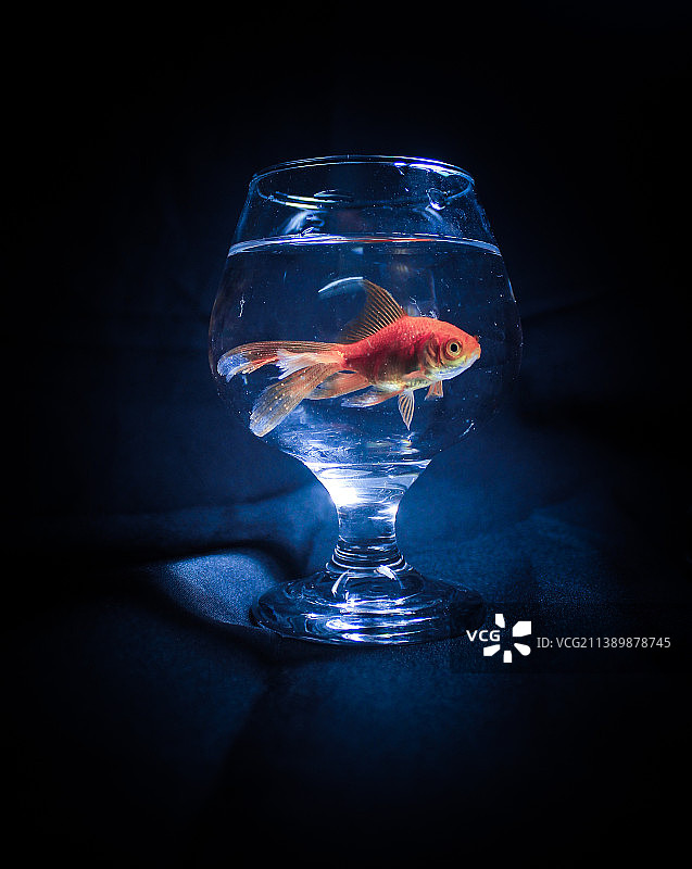 鱼缸中游动的金鱼特写，印度图片素材