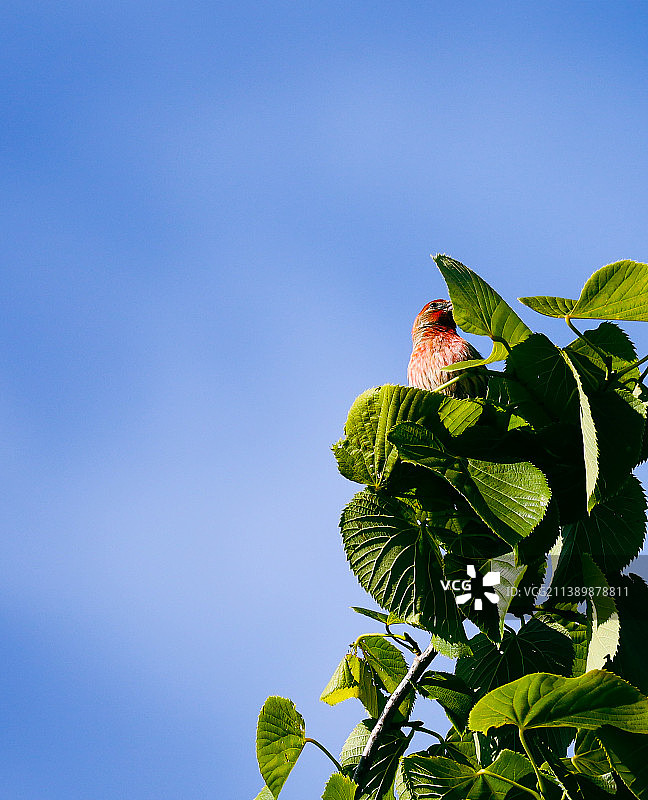 仰视角度拍摄的栖息在树上的鸣雀，背景是蔚蓝的天空图片素材