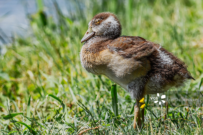 草地上黑腹树鸭特写图片素材