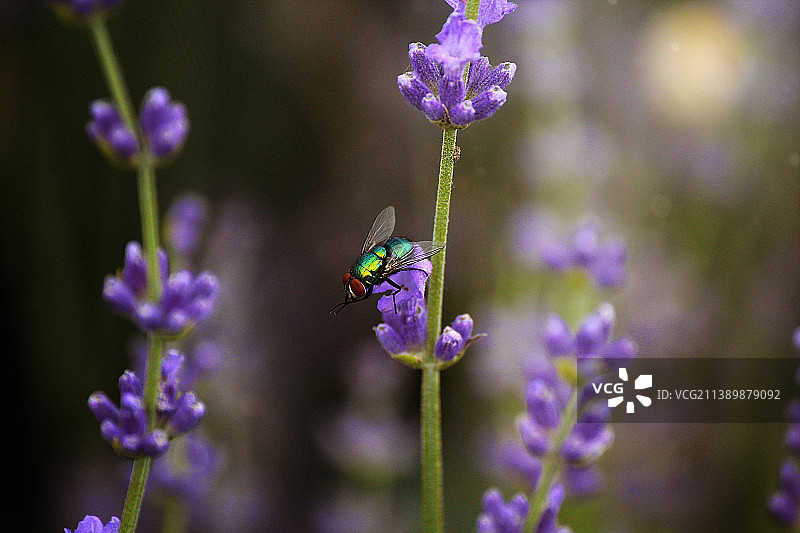 乌克兰薰衣草枝头的绿蝇图片素材