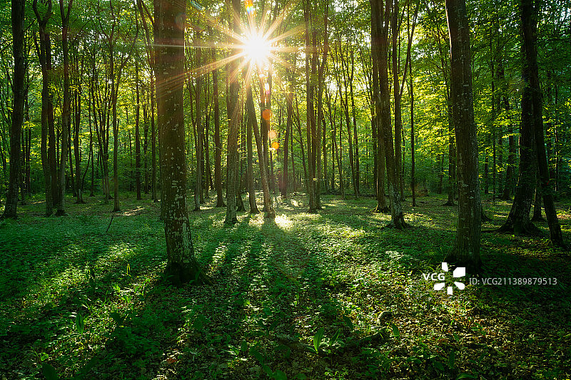 阳光下的森林树木图片素材