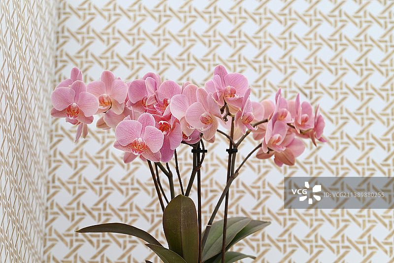 来自热带日本兰花的美丽花朵图片素材